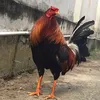 bibungbu0