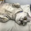 peiweija