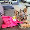 yorkijoy