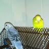 parakeetsterr