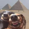 aifosom