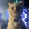 shiineorange