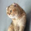miawmiaw.pets