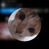 ikuzzoo_