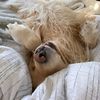comedy.dog.georgia