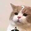 slkdjdnd