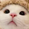 praewxxjk