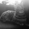 tatoothecat