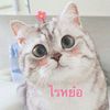 _sanfa18_