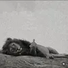 lion_280798