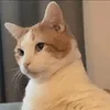 nolii_lynh03