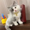 Alix Home Cat