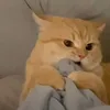 _seinr
