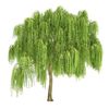 callmewillowtree