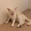 faylope