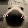 sieumituot9