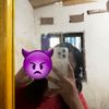 igcaa_mosajaaa
