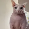 fatcat458