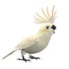 wikkibird