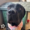 gipsy.the.rescued.dog