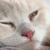 boihiennhungkhongngu