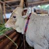 lembu_mening