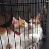 kitty.chiki.buntut