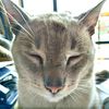 gato_dice_miau