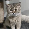 jakeami