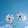 thlee21