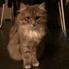 m.a.t.t.i.c.e
