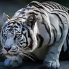 macan8777