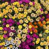 norainnnoflowerr