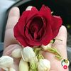 .misscuan