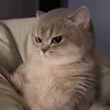 tahirlayla