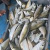 amangiwak1