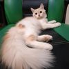 ping_kucing