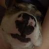 flappi