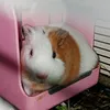 guinea_pet_2021