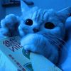 minimeowblue