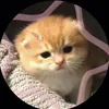 xamcut24