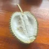 kulit_durian_sisa