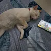meo_bo_bui