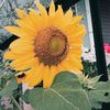 sunflowerhere__