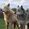 Walking with wolfdogs