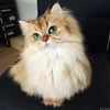 thequeen_abbie