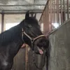 my.flying.pony