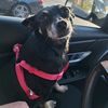 lilythechihuahua84