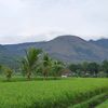 uwiebuli