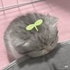 meaoww69